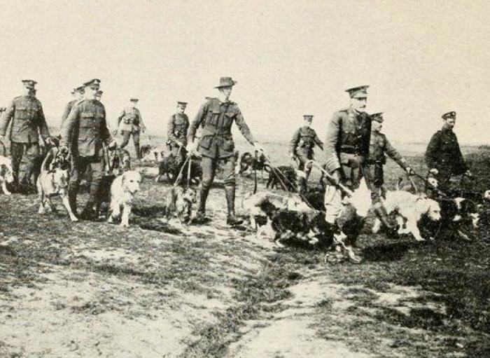 20 increíbles imágenes de animales en la Primera Guerra Mundial (FOTOS)