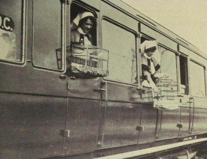 20 increíbles imágenes de animales en la Primera Guerra Mundial (FOTOS)