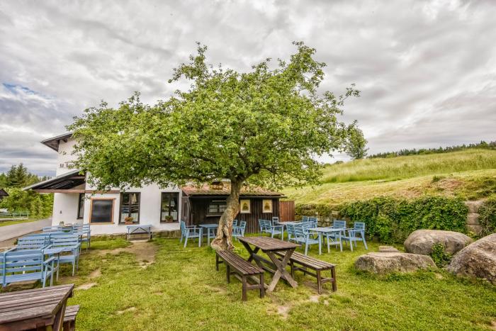 Tres personas se suben al ficus de Triana (Sevilla) para evitar su tala