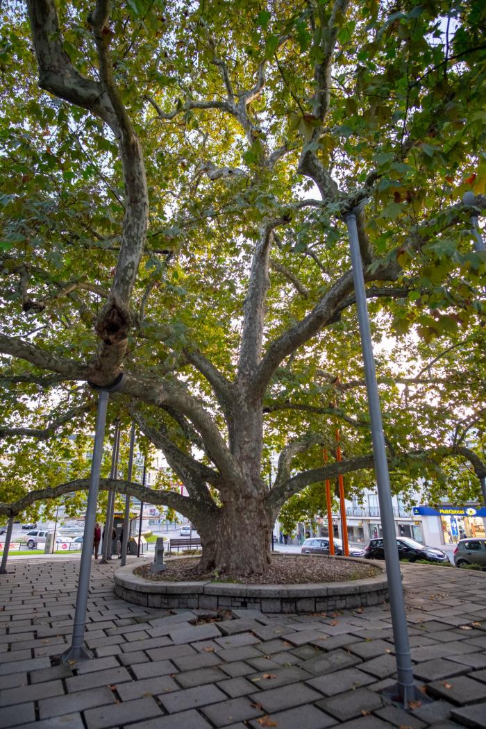 Tres personas se suben al ficus de Triana (Sevilla) para evitar su tala