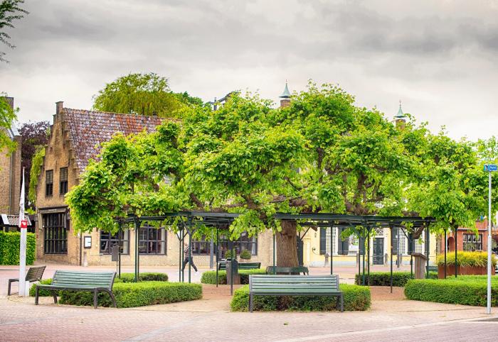 Tres personas se suben al ficus de Triana (Sevilla) para evitar su tala