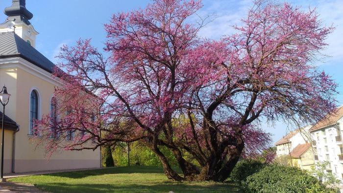 Tres personas se suben al ficus de Triana (Sevilla) para evitar su tala