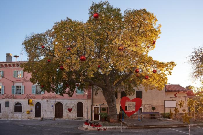 Tres personas se suben al ficus de Triana (Sevilla) para evitar su tala