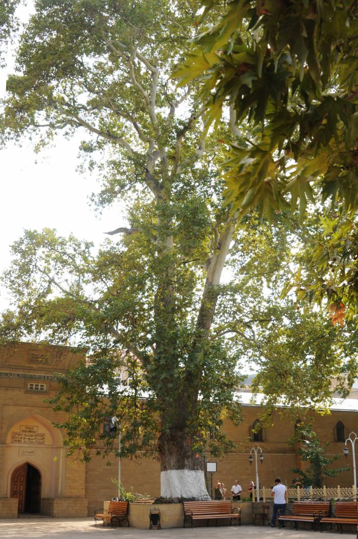 Tres personas se suben al ficus de Triana (Sevilla) para evitar su tala