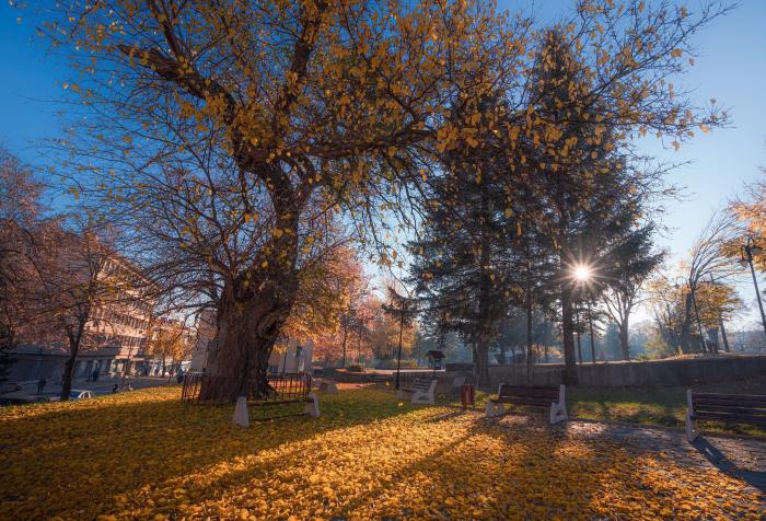 Tres personas se suben al ficus de Triana (Sevilla) para evitar su tala