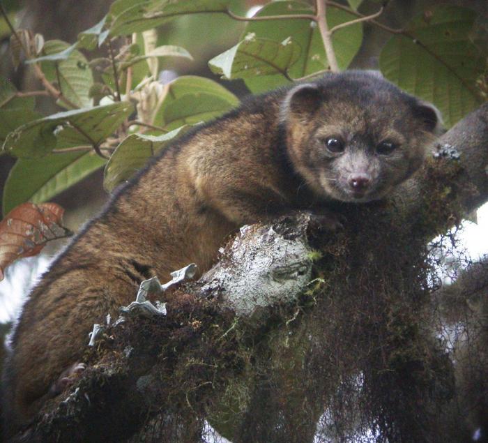 El olinguito, protagonista de la 'ciencia ciudadana'