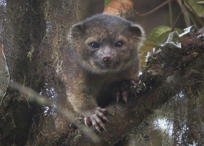 El olinguito, protagonista de la 'ciencia ciudadana'