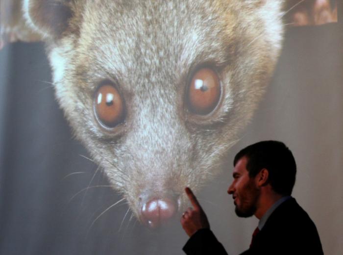El olinguito, protagonista de la 'ciencia ciudadana'