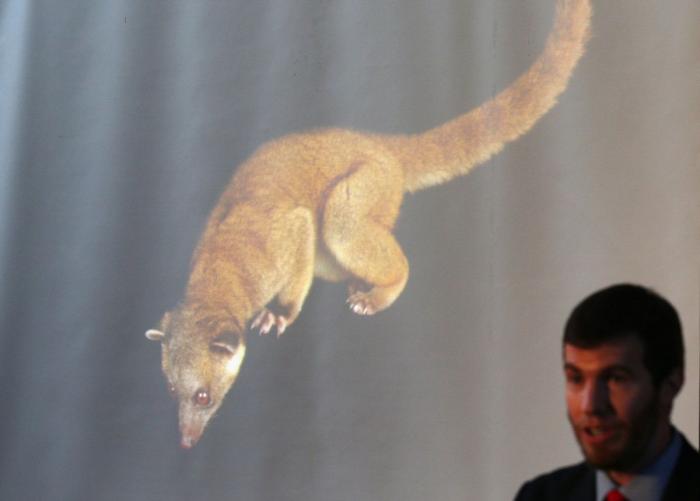 El olinguito, protagonista de la 'ciencia ciudadana'