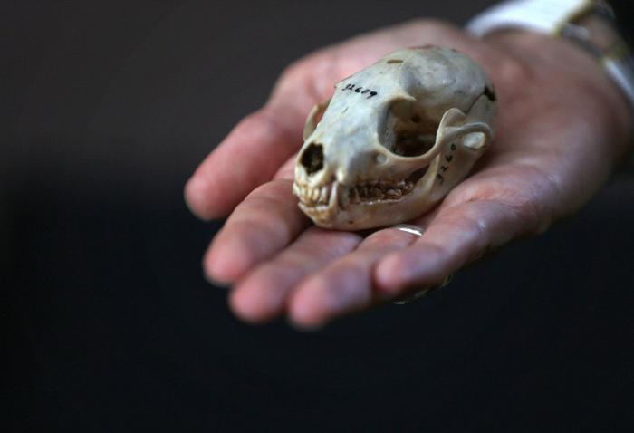 El olinguito, protagonista de la 'ciencia ciudadana'