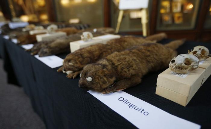 El olinguito, protagonista de la 'ciencia ciudadana'