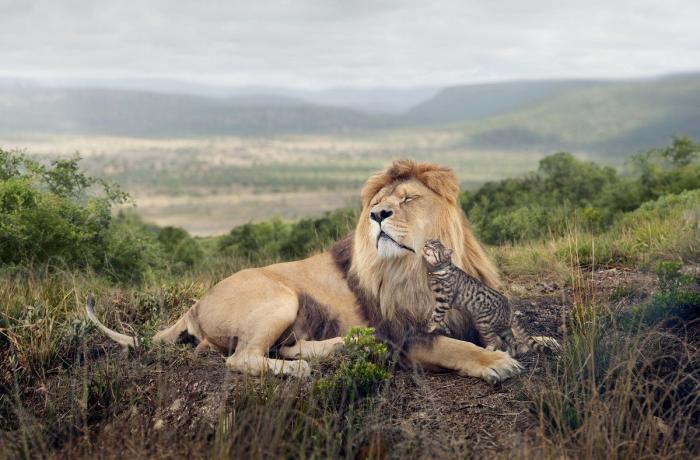 Premio Sony de Fotografía 2014: las impresionantes imágenes finalistas (FOTOS)