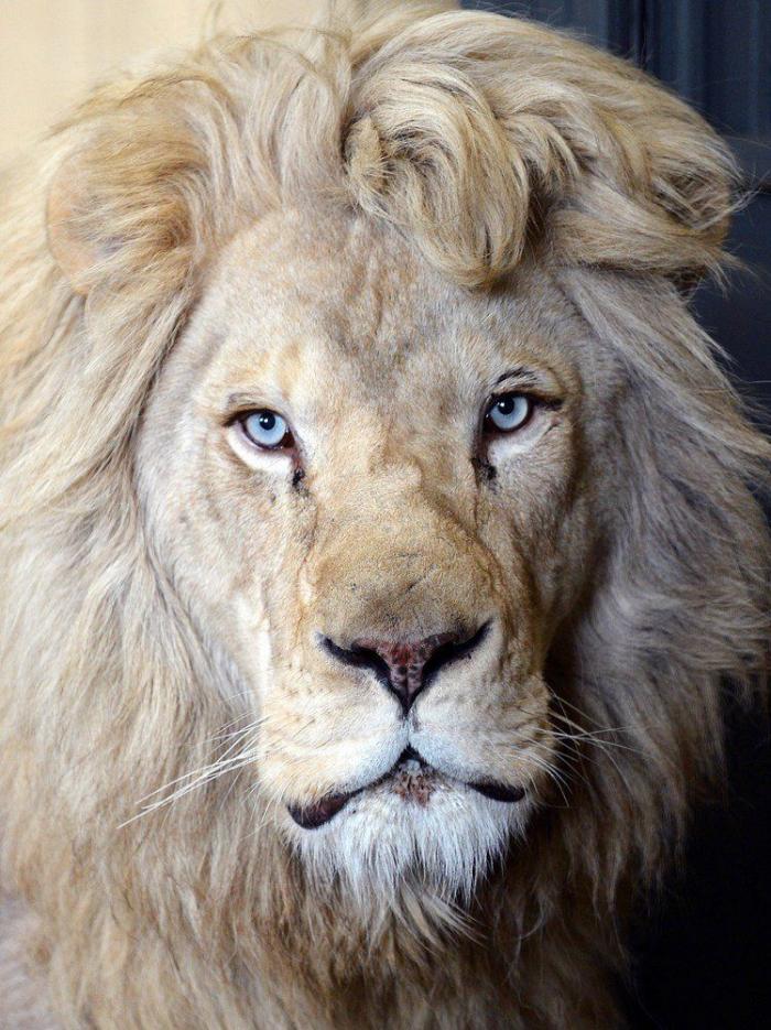 A sus nueve semanas este bebé luce un pelazo que ya quisieran muchos