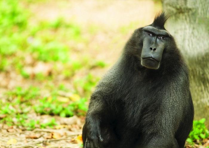 A sus nueve semanas este bebé luce un pelazo que ya quisieran muchos