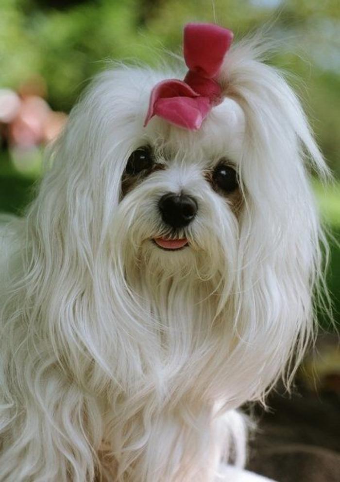 A sus nueve semanas este bebé luce un pelazo que ya quisieran muchos