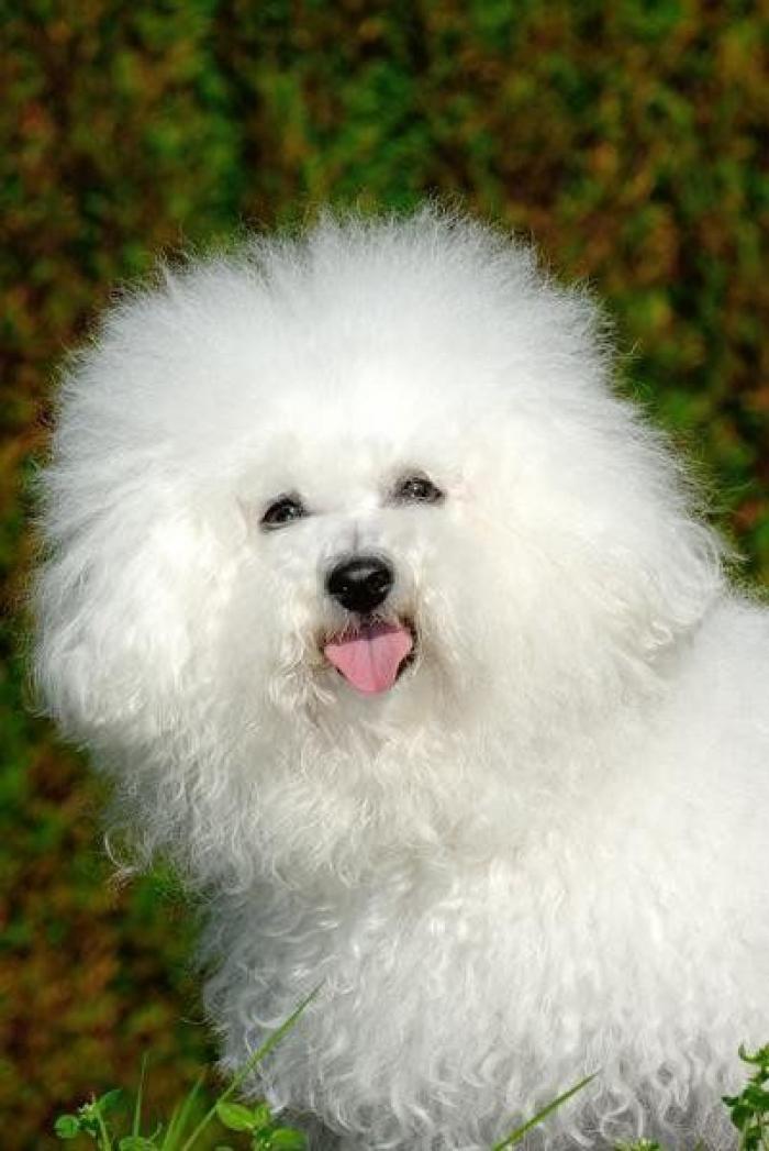 A sus nueve semanas este bebé luce un pelazo que ya quisieran muchos