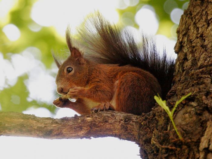A sus nueve semanas este bebé luce un pelazo que ya quisieran muchos