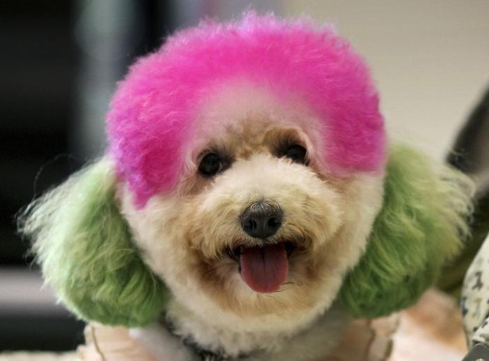 A sus nueve semanas este bebé luce un pelazo que ya quisieran muchos