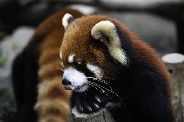 32 de las mejores fotos del Concurso Mundial de Fotografía de Sony 2015 (por ahora)