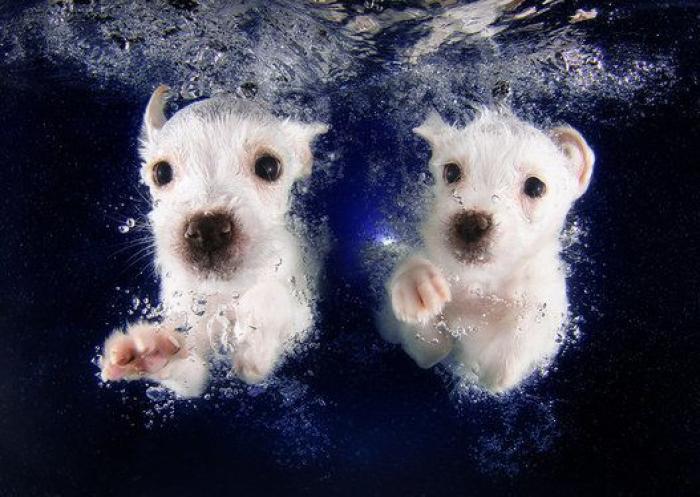 Perros bajo el agua: las fotografías de animales nadando Seth Casteel (FOTOS)