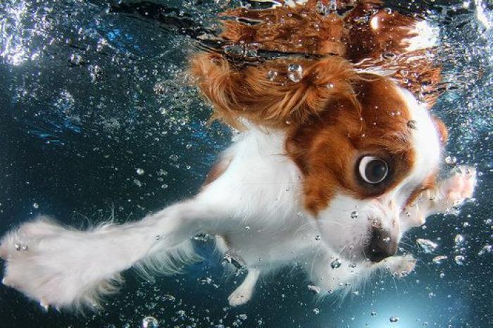 Perros bajo el agua: las fotografías de animales nadando Seth Casteel (FOTOS)