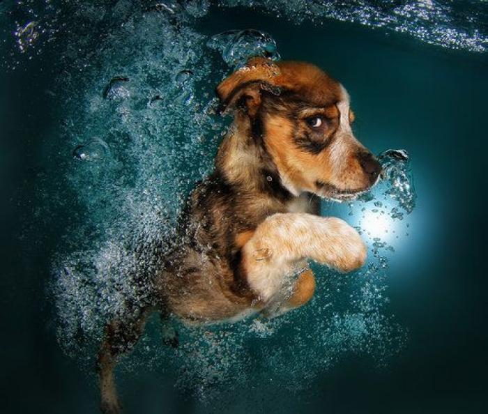 Perros bajo el agua: las fotografías de animales nadando Seth Casteel (FOTOS)