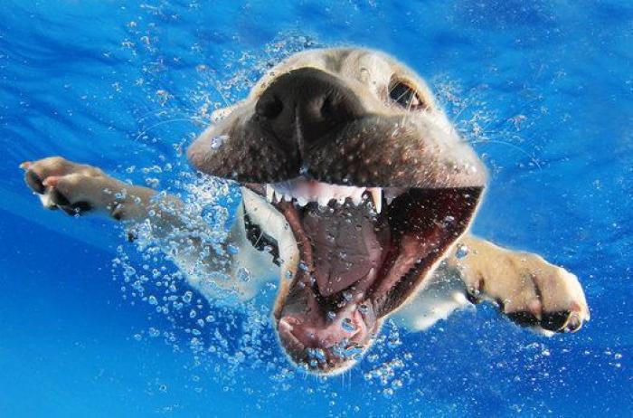 Perros bajo el agua: las fotografías de animales nadando Seth Casteel (FOTOS)
