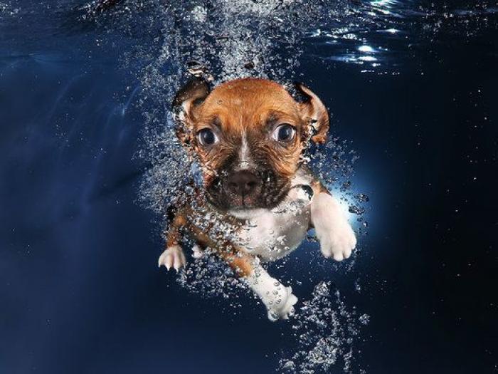 Perros bajo el agua: las fotografías de animales nadando Seth Casteel (FOTOS)