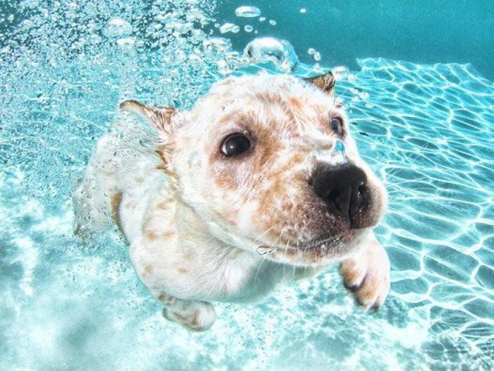 Perros bajo el agua: las fotografías de animales nadando Seth Casteel (FOTOS)