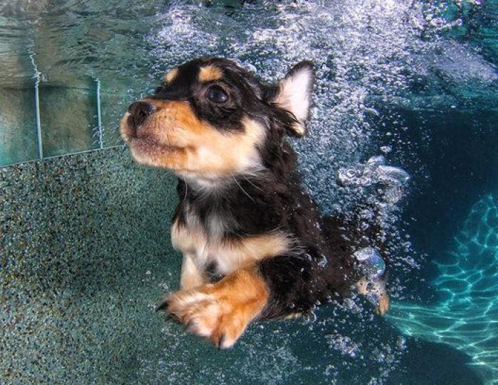 Perros bajo el agua: las fotografías de animales nadando Seth Casteel (FOTOS)