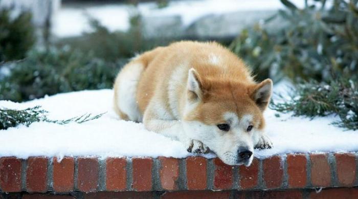 El poder de Jane Campion
