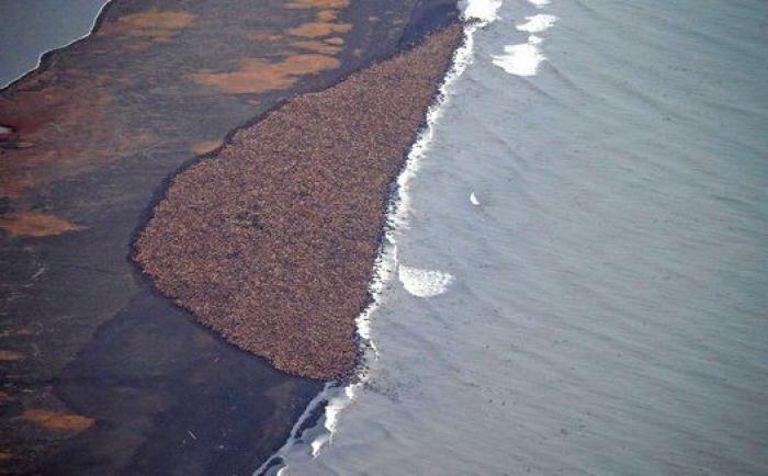 35.000 morsas varadas en Alaska por falta de hielo (FOTOS)