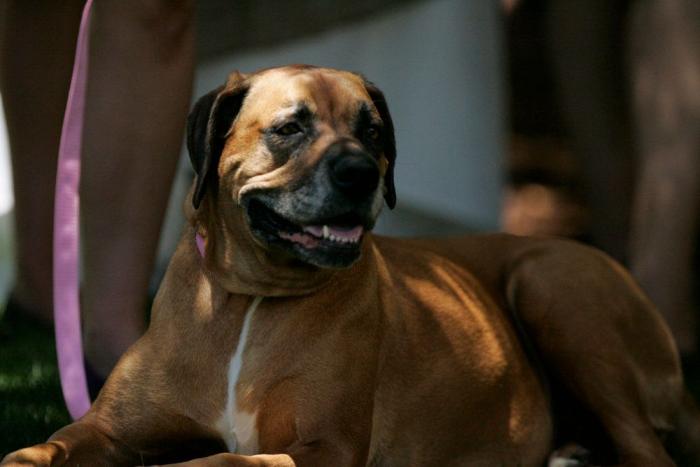 Por qué tener una mascota en casa es bueno para ti