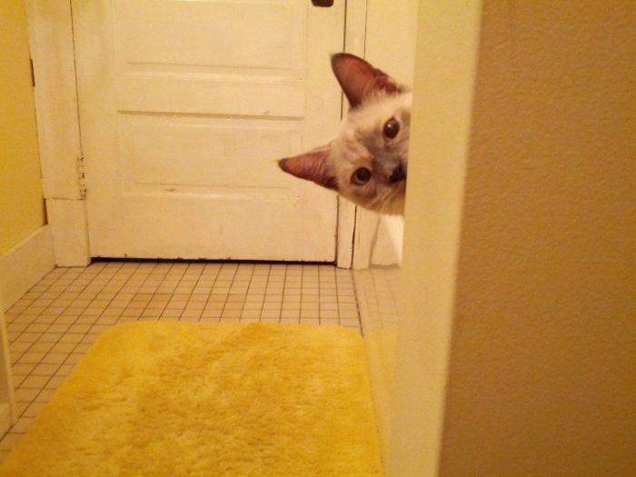 El vídeo del cabrito perdido que se reencuentra con su madre y que ya ha emocionado a miles de personas