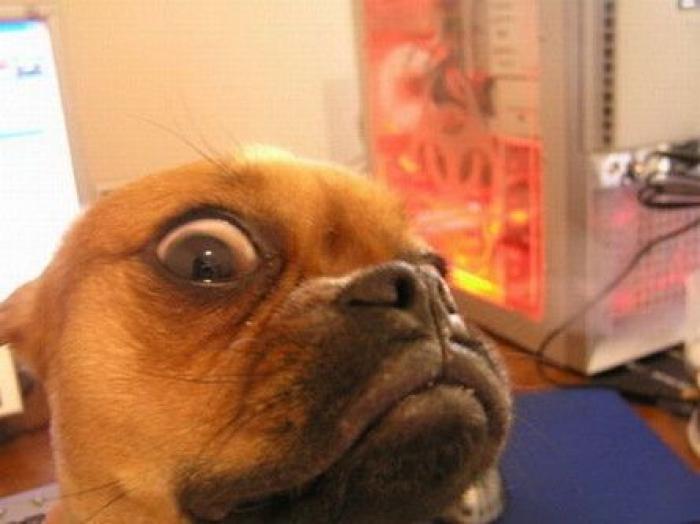 El vídeo del cabrito perdido que se reencuentra con su madre y que ya ha emocionado a miles de personas