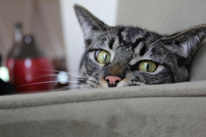 El vídeo del cabrito perdido que se reencuentra con su madre y que ya ha emocionado a miles de personas