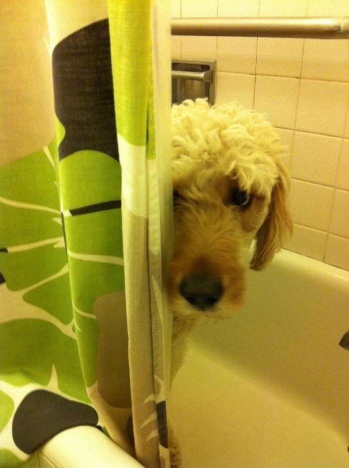 El vídeo del cabrito perdido que se reencuentra con su madre y que ya ha emocionado a miles de personas