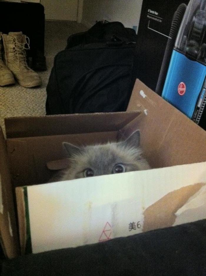 El vídeo del cabrito perdido que se reencuentra con su madre y que ya ha emocionado a miles de personas