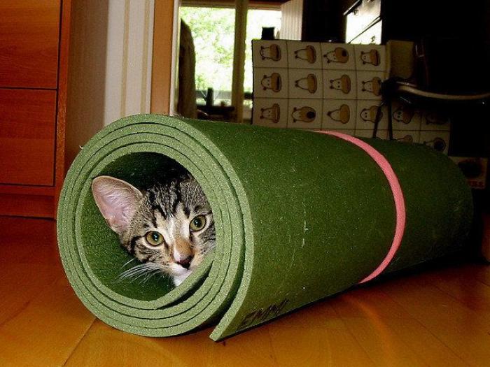 El vídeo del cabrito perdido que se reencuentra con su madre y que ya ha emocionado a miles de personas