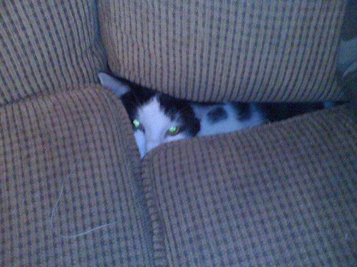 El vídeo del cabrito perdido que se reencuentra con su madre y que ya ha emocionado a miles de personas