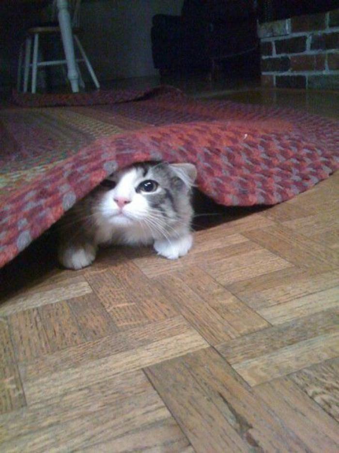 El vídeo del cabrito perdido que se reencuentra con su madre y que ya ha emocionado a miles de personas