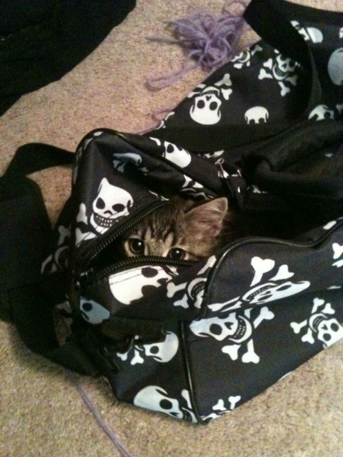 El vídeo del cabrito perdido que se reencuentra con su madre y que ya ha emocionado a miles de personas