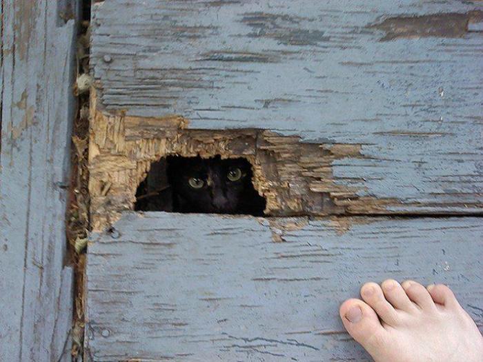 El vídeo del cabrito perdido que se reencuentra con su madre y que ya ha emocionado a miles de personas