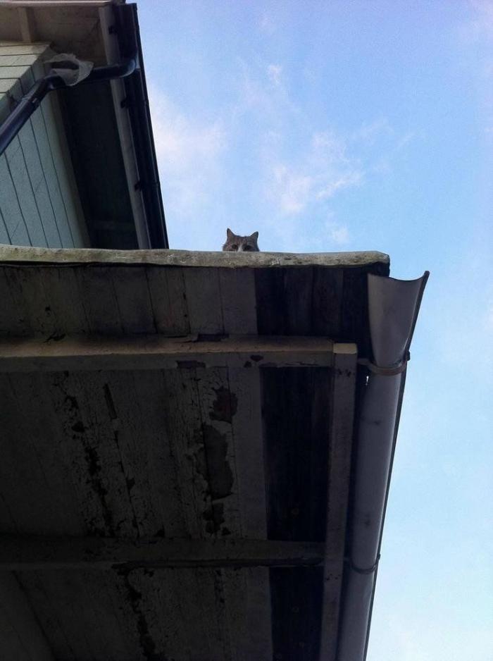 El vídeo del cabrito perdido que se reencuentra con su madre y que ya ha emocionado a miles de personas
