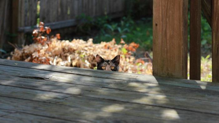 El vídeo del cabrito perdido que se reencuentra con su madre y que ya ha emocionado a miles de personas