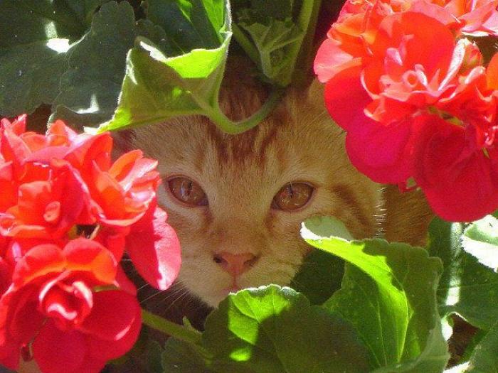 El vídeo del cabrito perdido que se reencuentra con su madre y que ya ha emocionado a miles de personas