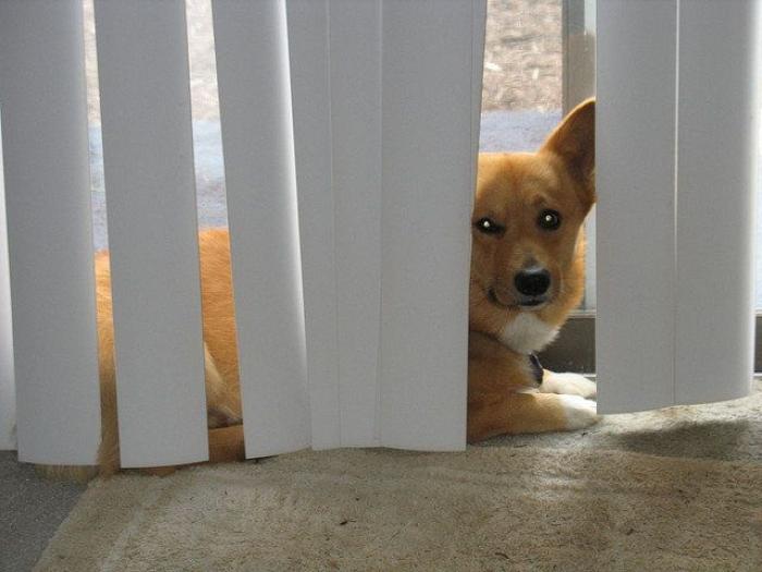 El vídeo del cabrito perdido que se reencuentra con su madre y que ya ha emocionado a miles de personas