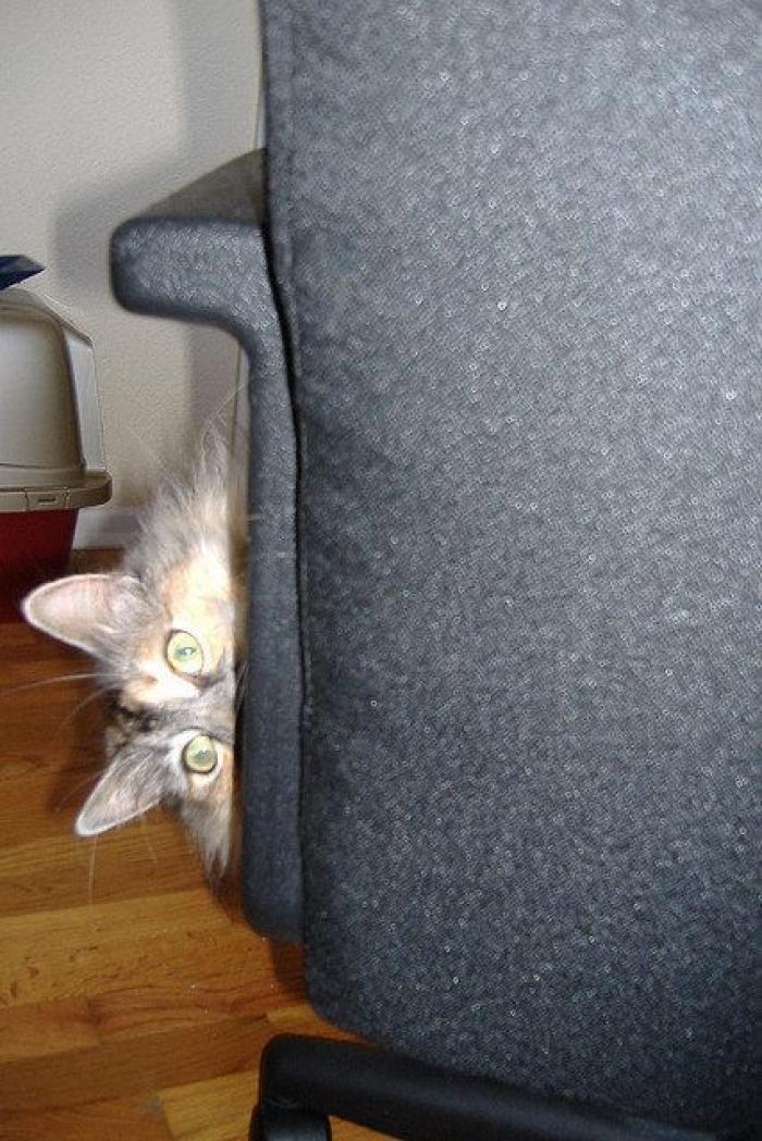 El vídeo del cabrito perdido que se reencuentra con su madre y que ya ha emocionado a miles de personas