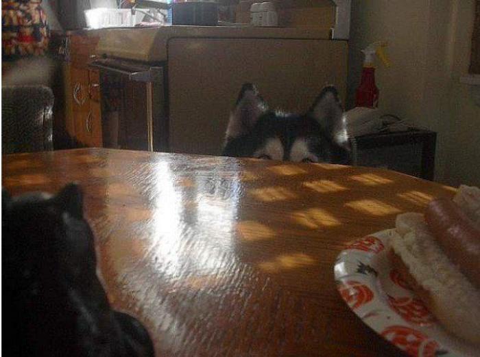 El vídeo del cabrito perdido que se reencuentra con su madre y que ya ha emocionado a miles de personas