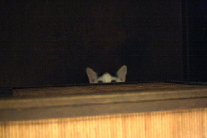 El vídeo del cabrito perdido que se reencuentra con su madre y que ya ha emocionado a miles de personas